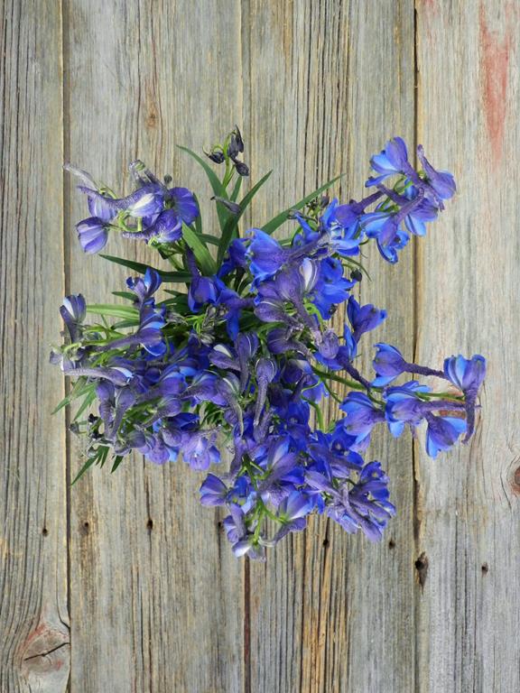 SUNSHINE DARK BLUE DELPHINIUM